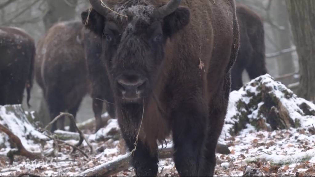 Wisent bald bei uns heimisch?