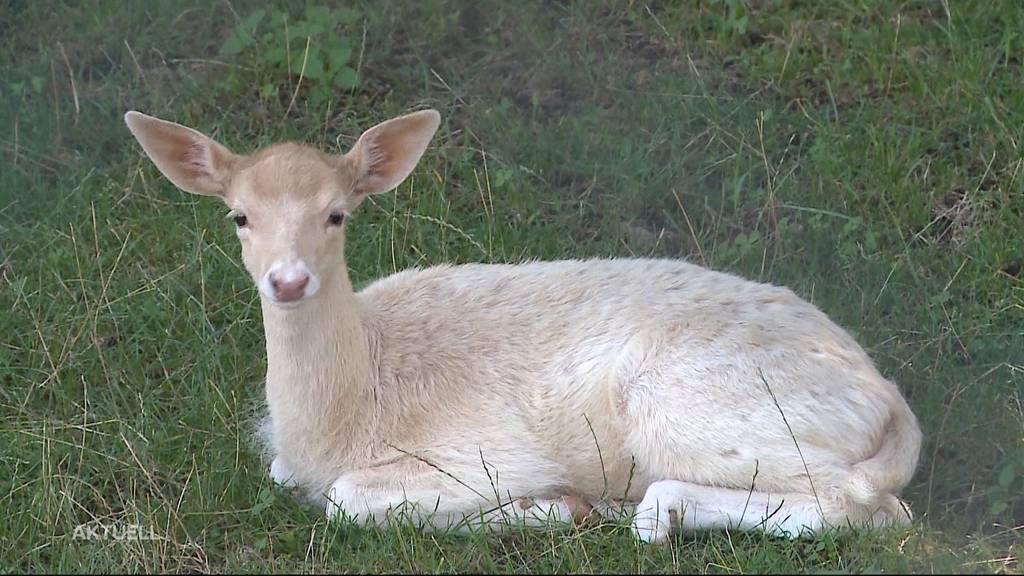 Zum ersten Mal seit 90 Jahren: Weisser Hirsch im Hirschpark Brugg