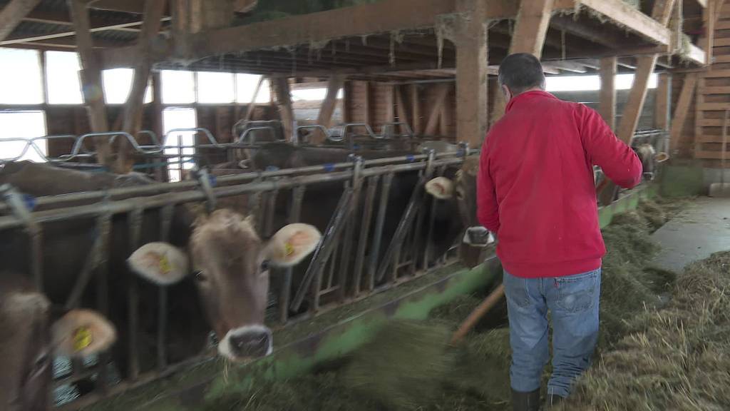 Ostschweizer Bauern streiten um Milch-Import aus dem Ausland