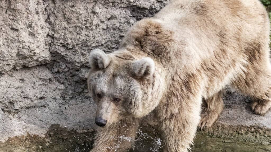 Ein Braunbär in einem Tierpark. Im Unterengadin lassen sich Braunbären fast jeden Frühling kurz blicken, auf der Suche nach Futter und Gesellschaft. (Archivbild)