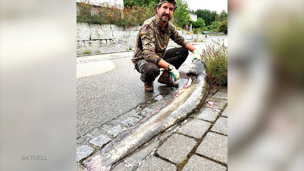 Glücksfang: Hobby-Fischer fängt ein Riesen-Wels