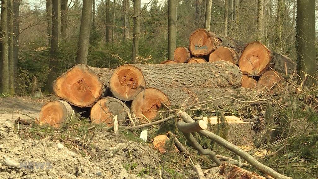 Borkenkäfer: Plage der Berner Wälder 