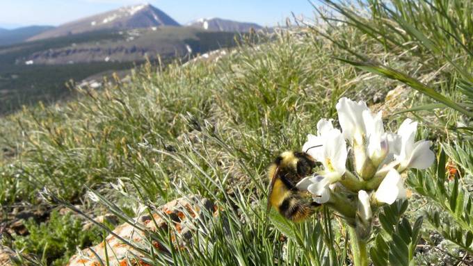 Klimawandel lässt Hummelzungen schrumpfen