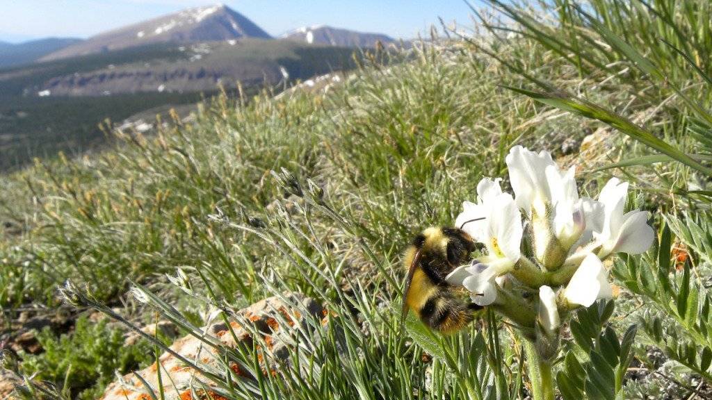 Eine Königin der einst langzüngigen Hummelart Bombux balteatus frisst von einer Pflanze namens «Locoweed» (Oxytropis sericea).