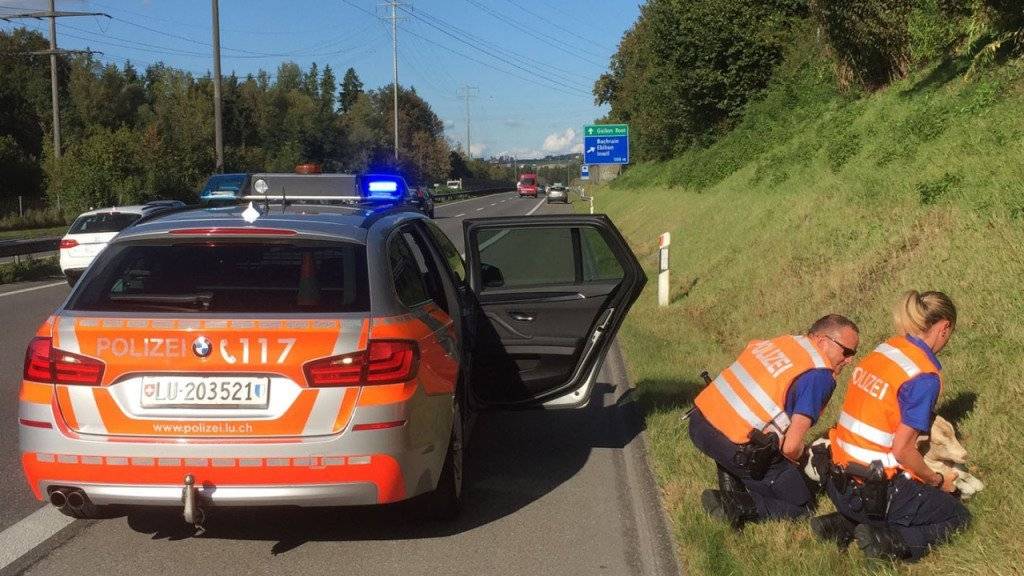 Ein tierischer Einsatz: Eine Patrouille der Luzerner Polizei machte am Montag an der Autobahn A14 in Buchrain eine entlaufene Ziege dingfest.