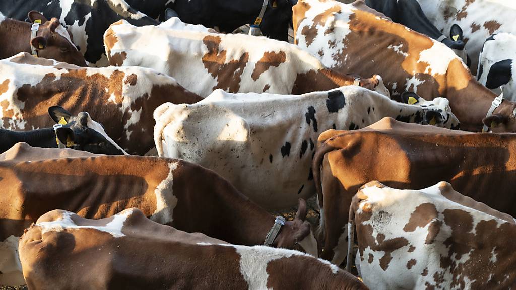 Die globale Erwärmung könnte einer Studie zufolge dramatische Auswirkungen auf die Gesundheit von Kühen weltweit haben. Mehr als eine Milliarde Tiere könnte bis zum Ende des Jahrhunderts unter Hitzestress leiden. (Symbolbild)