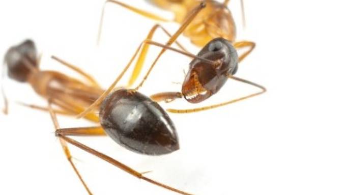 Gewisse Ameisen führen chirurgische Eingriffe durch