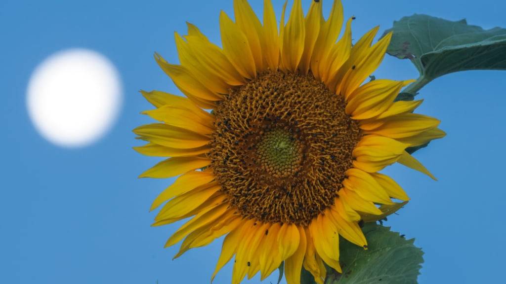 ARCHIV - Der Mond steht am Morgen kurz nach Sonnenaufgang neben einer Sonnenblume. Foto: Thomas Warnack/dpa