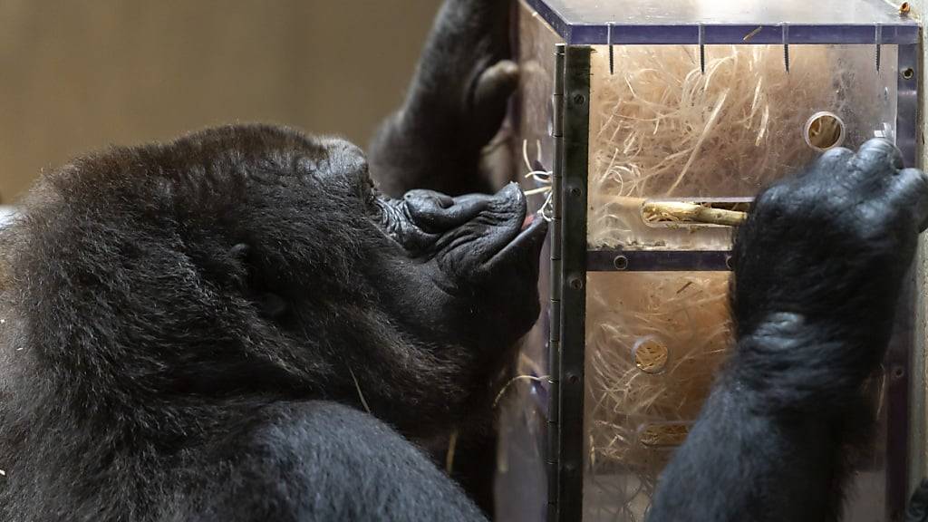 Die Studie wurde unter anderem mit zwei Gorillas aus dem Zoo Basel durchgeführt.