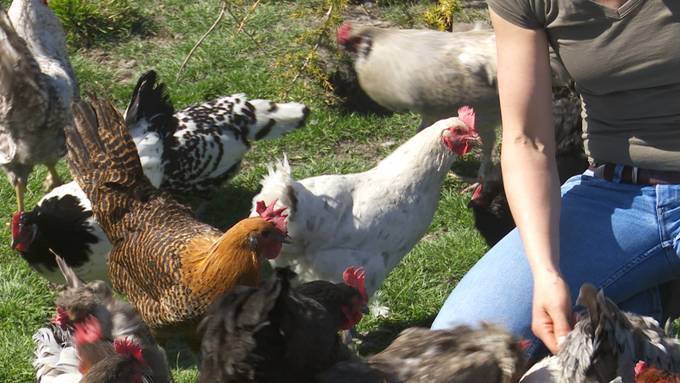 Färben unnötig: Diese Hühner legen bunte Eier