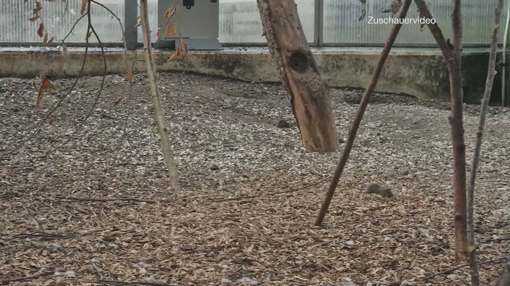 Der Tonis Zoo kämpft mit einer Mäuseplage