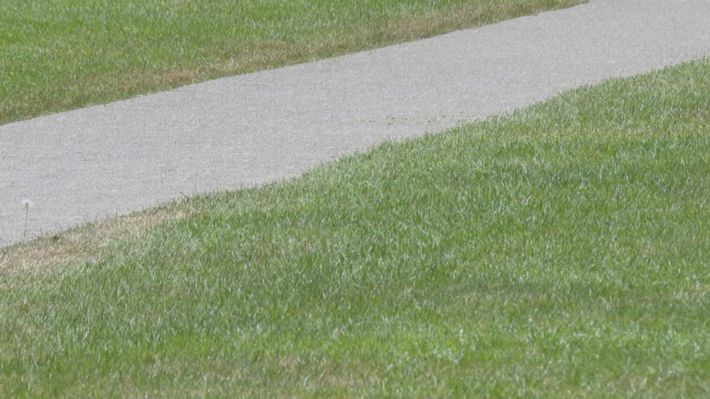 Ungebetene Tiere vermiesen den Badi-Spass
