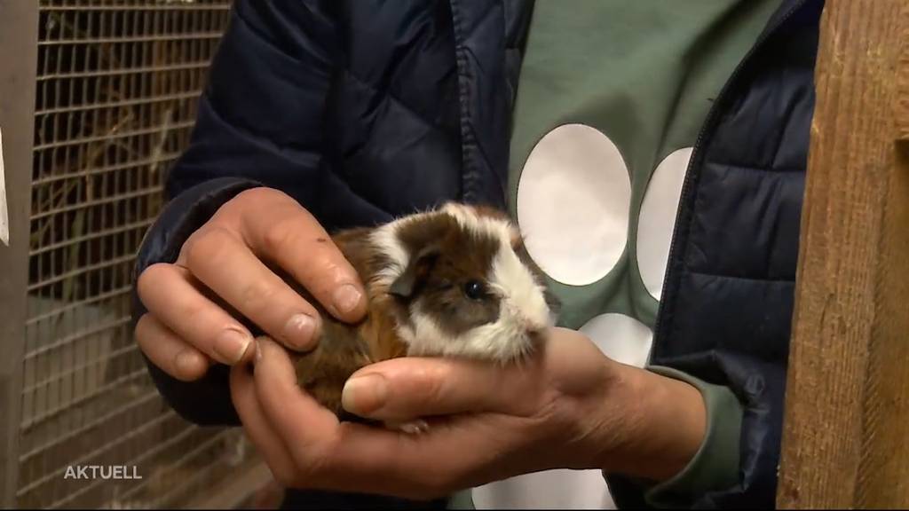 Aussergewöhnliches Angebot: Meerschweinchen zum Ausleihen