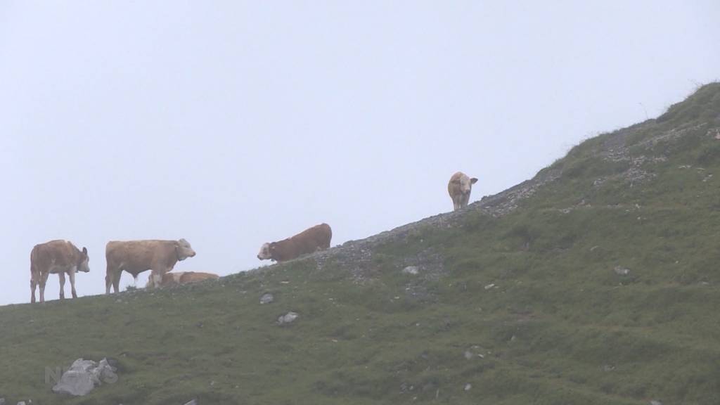 Vorgezogener Alpabzug wegen Kälteeinbruch auf der Engstligenalp