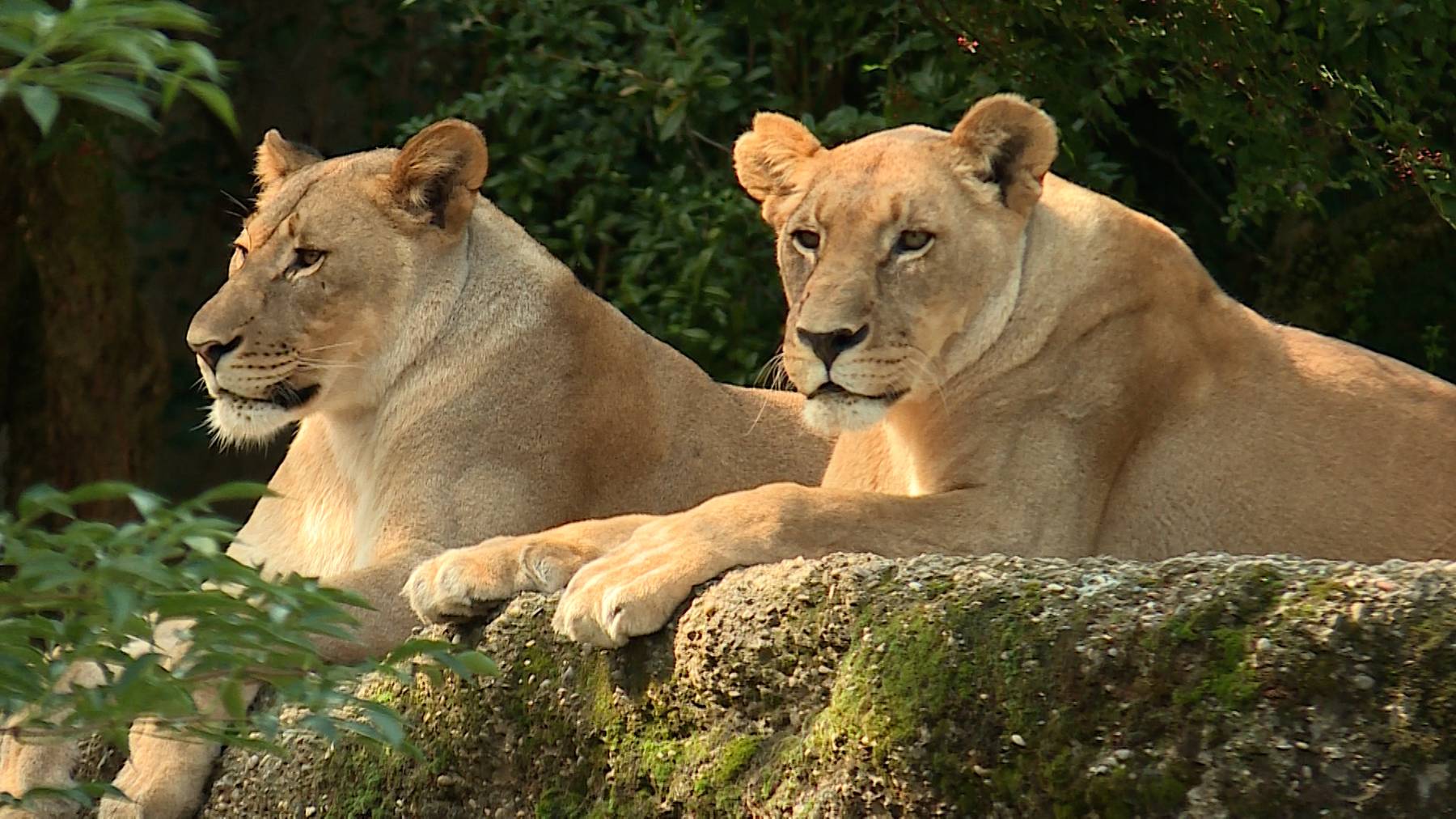 Leben und Tod - im Zoo nahe beieinander