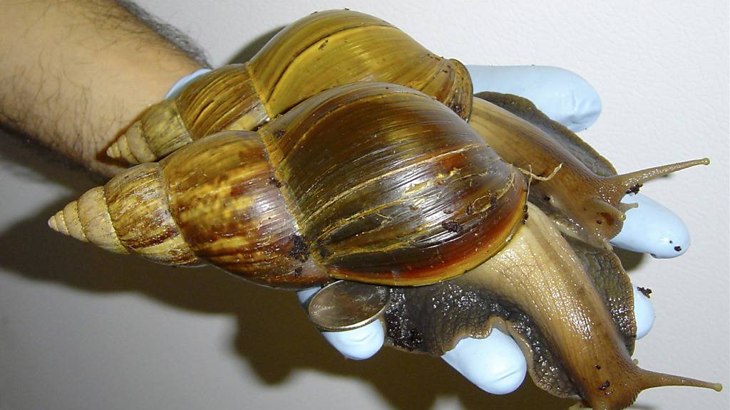 Die Achatschnecke wird in Europa oft als Haustier gehalten. (Archivbild)