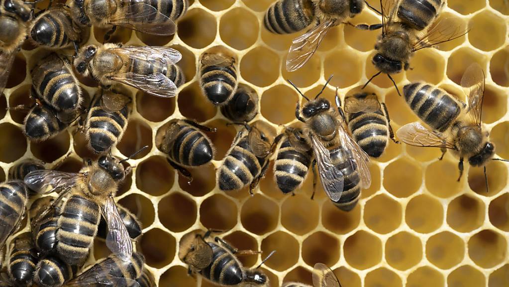 Der Winterverlust an Bienenvölkern ist gestiegen: Honig-Bienen auf einem Brutrahmen in Zürich.