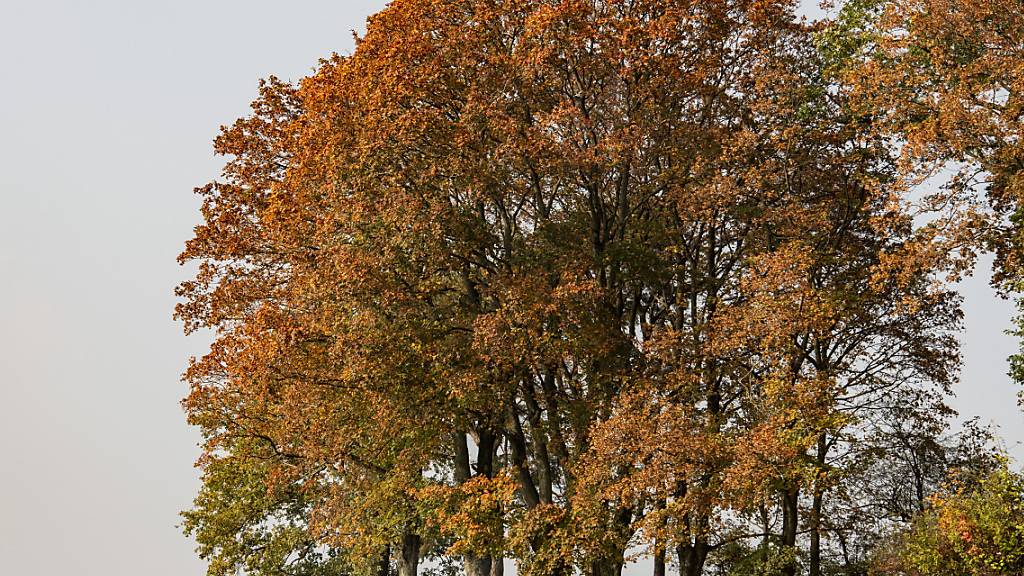 Mit verschiedenen Massnahmen will die Stadt Zürich den Baumbestand in der Stadt stärker schützen und erweitern. (Symbolbild)
