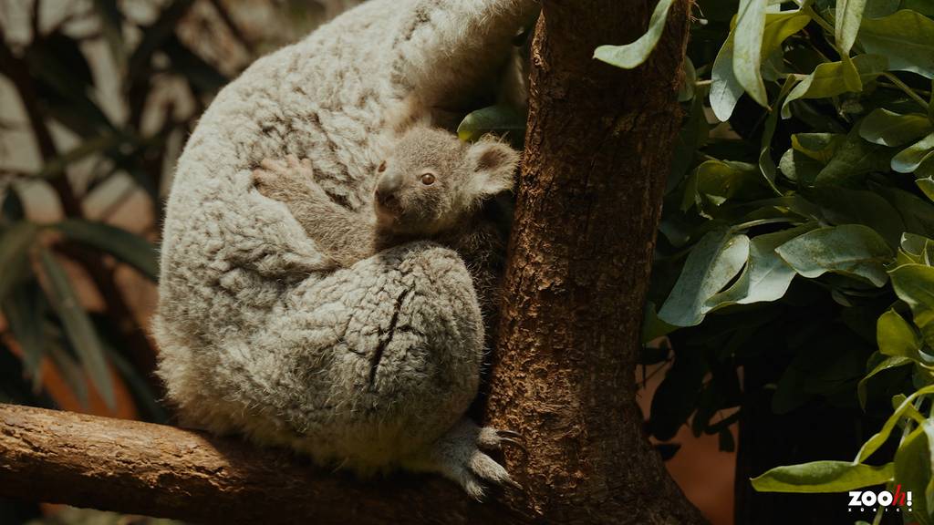 Koala-Nachwuchs im Zoo Zürich: Jungtier wagt sich aus Beutel seiner Mutter