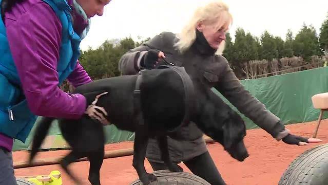 Degility Gelenkschonende Hundesportart — Kleine Sensation Rochen