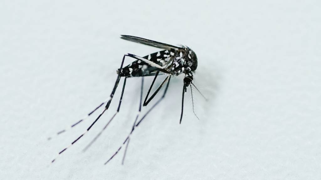 Tigermücken können unter anderem auch das West-Nil-Virus übertragen. (Symbolbild)