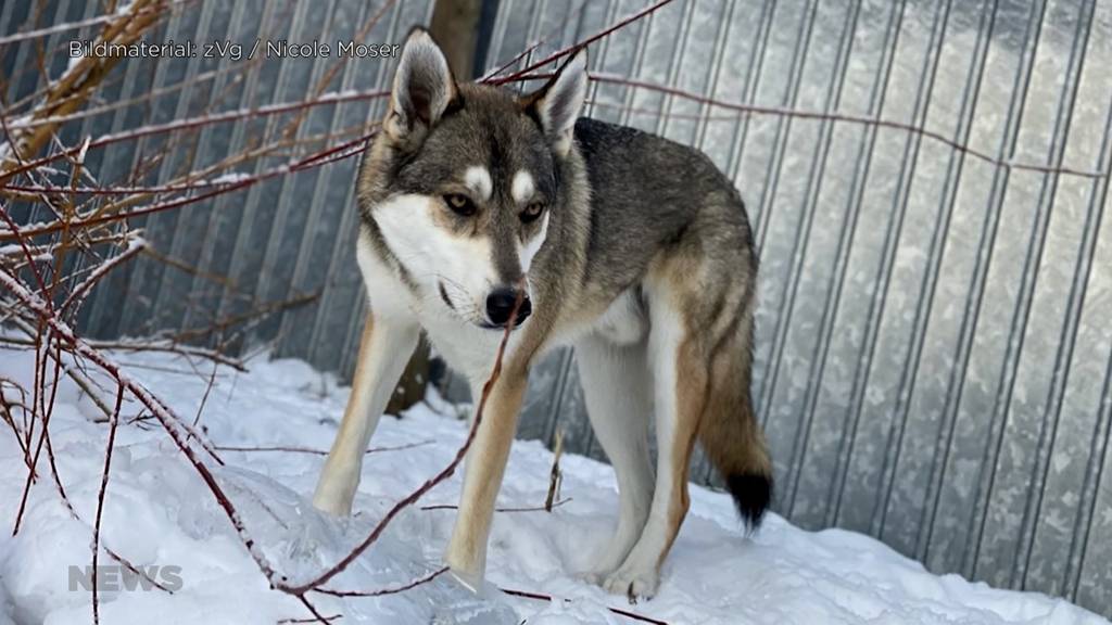 In die Wälder entwischt: Hund Ohio wird mit Wolf verwechselt