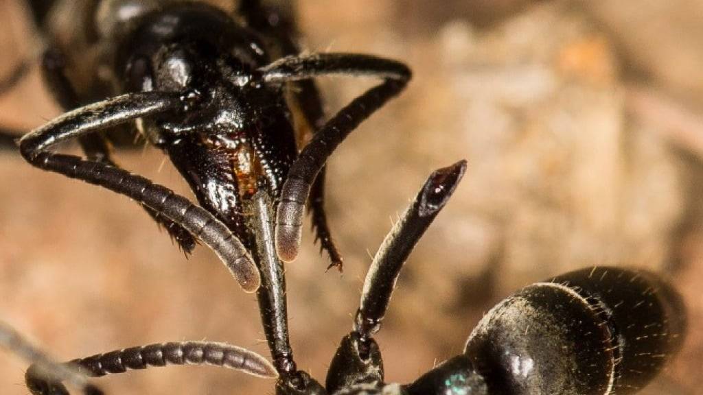 Eine Matabele-Ameise reinigt die Wunde einer Artgenossin, der bei einem Kampf ein Bein abgetrennt wurde.