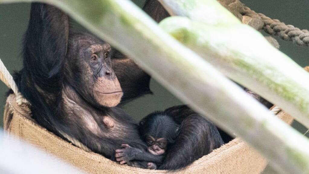 Mutter und Tochter in der gewachsenen Basler Schimpansenfamilie.