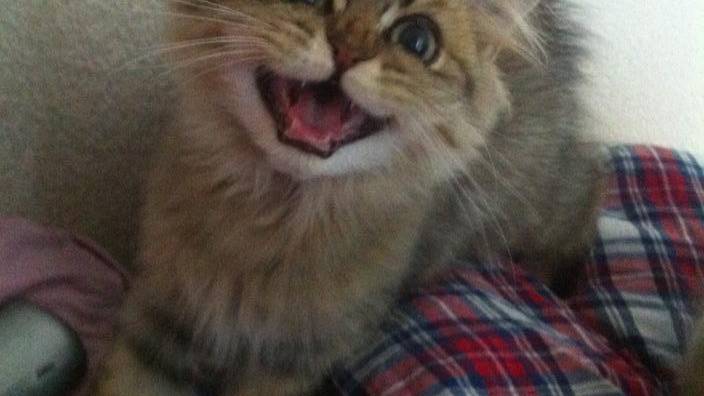 Miau! Popkeller-Hit von Joan Osborne mal anders