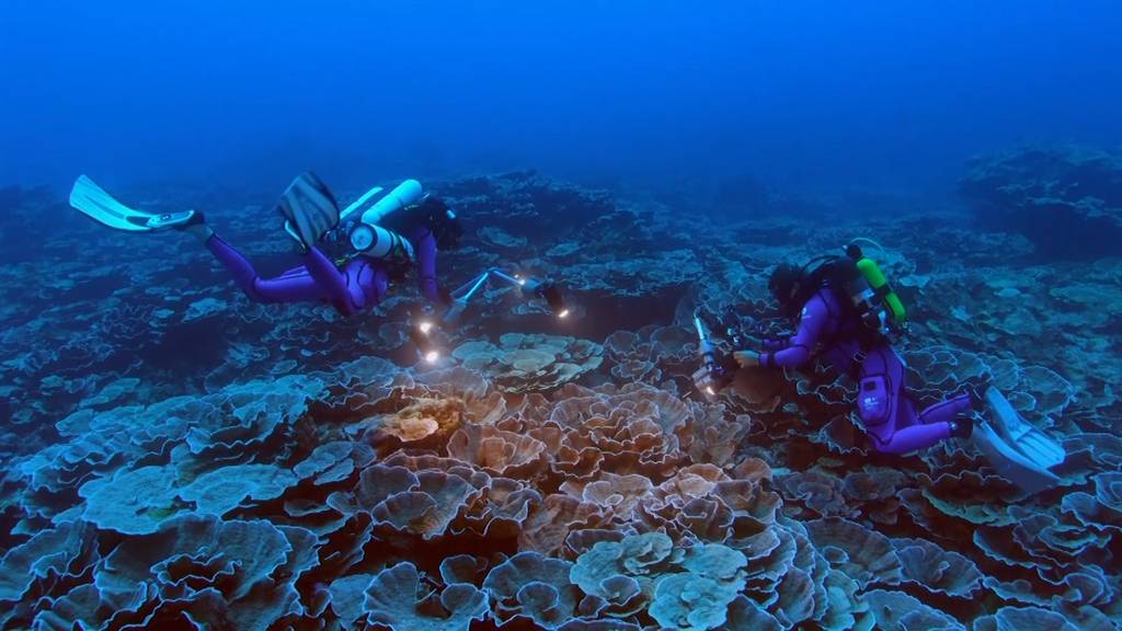 Eines der grössten Korallenriffe der Welt vor Tahiti entdeckt