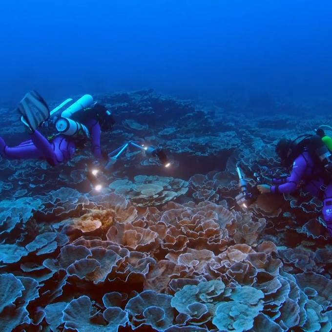 Besonders tief gelegenes Korallenriff vor Tahitis Küste entdeckt
