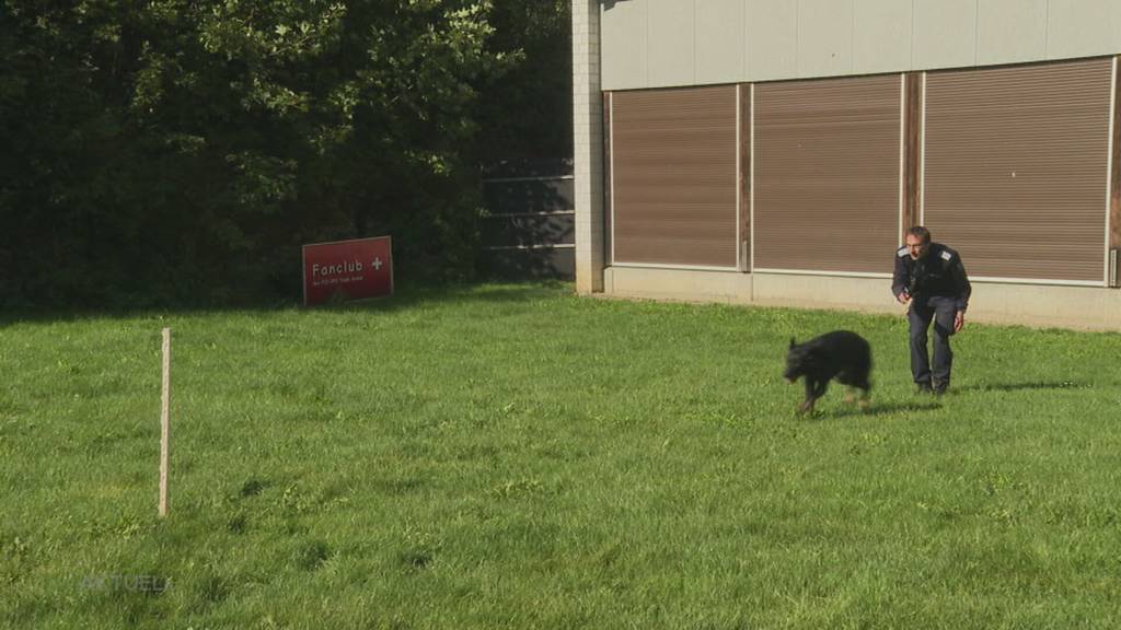 Angehender Polizeihund: Wir begleiten Gaia erneut und zeigen ihre Lernfortschritte