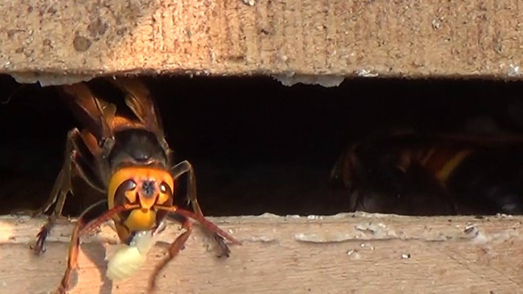Eine Riesenhornisse vor dem Zuhause einer Bienen-Kolonie: Die Bienen geben in laute und schnelle Alarmtöne von sich, wenn sich der Feind am Eingang des Bienenstocks befindet. (Handout Royal Society)