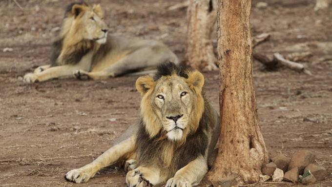 Löwen in Indien wird Nationalpark zu eng – nun leben sie am Strand