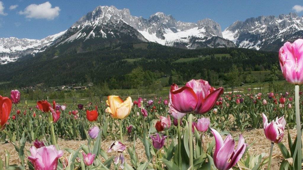 Touristen reisen diesen Sommer gerne nach Österreich, im Bild das Kaisergebirge im Tirol.