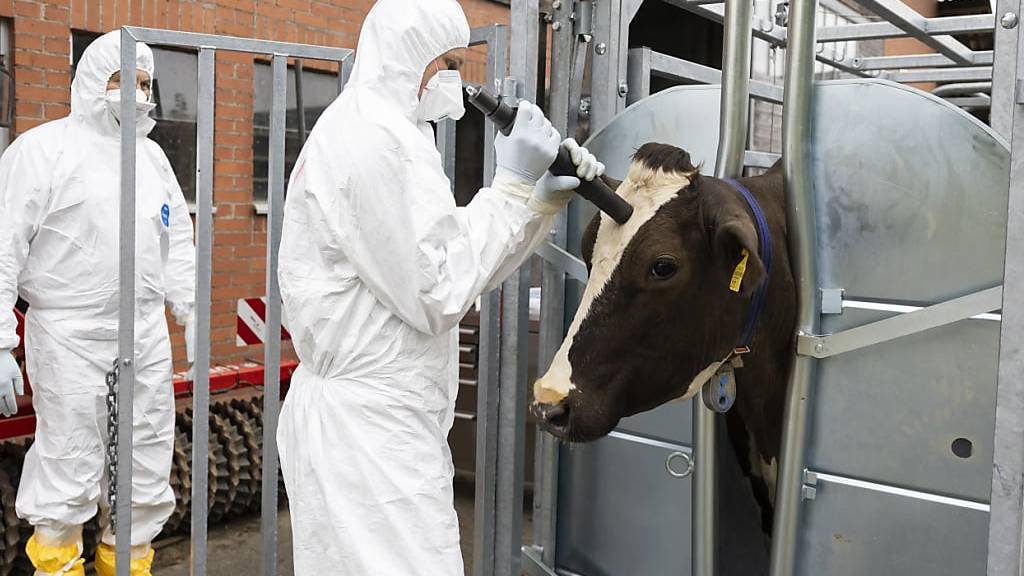 «Da müssen wir vorbereitet sein»: Umgang mit Tierseuche in Gränichen geübt