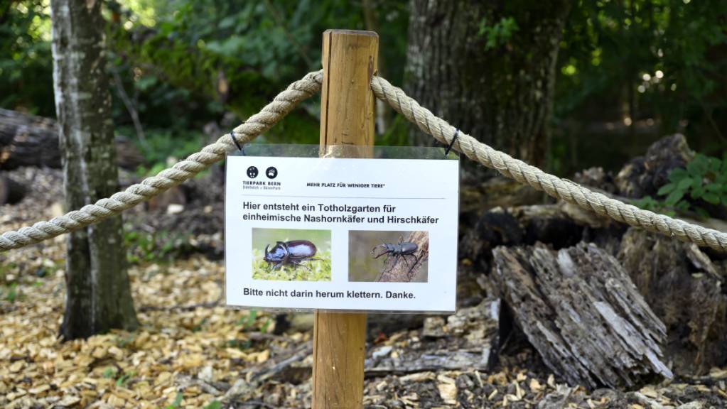 Regionaler Natur- und Artenschutz hat im Berner Tierpark einen festen Platz. Hier entsteht ein Totholzgarten für einheimische Käfer.