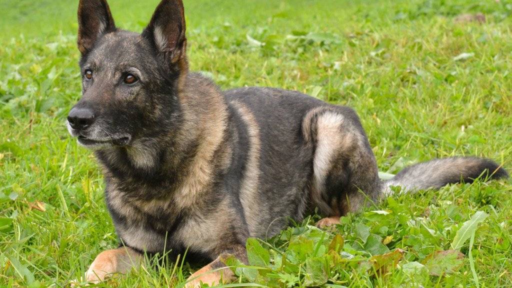 Polizeihund mit guter Spürnase: Xando hat die Gesetzeshüter wiederholt auf die Fährte von mutmasslichen Tätern gebracht. (Bild Luzerner Polizei)