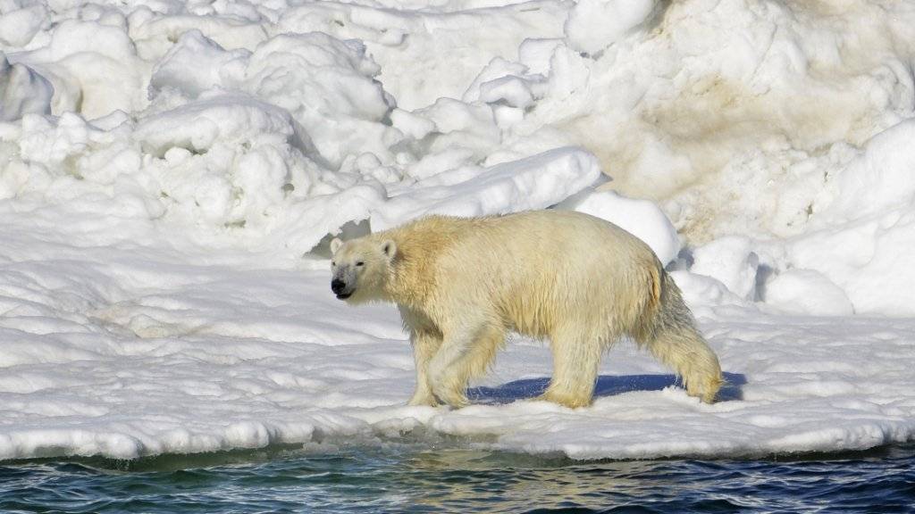 Ein Eisbär in Alaska trocknet in der Sonne nach einem Bad. Die Tiere sind wegen der Klimaerwärmung vom Aussterben bedroht. (Archiv)