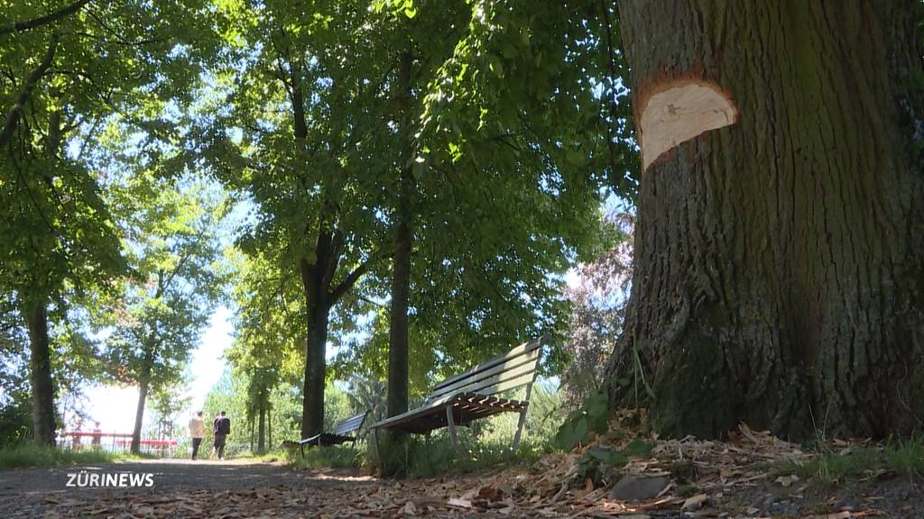 Vandalen toben sich an uralter Linde im Rieterpark aus