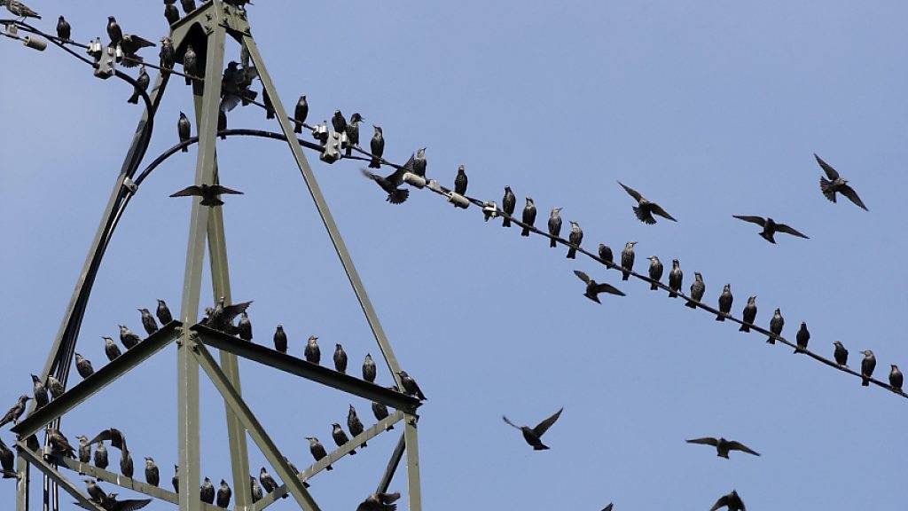 Strommasten sind für viele Vögel eine Todesfalle. Der Bund will nun Massnahmen ergreifen, um das Risiko für Stromschläge zu minimieren. (Archivbild)