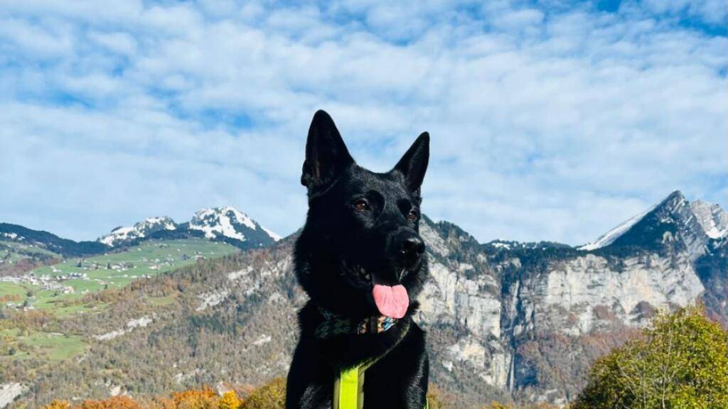 Diensthund Gin der Zürcher Stadtpolizei hat am Samstagabend einen mutmasslichen Raser ausfindig gemacht, nachdem dieser zu Fuss fliehen wollte.
