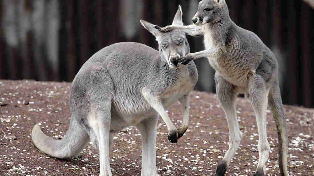 Meistens sind sie friedlich - in Australien wurden bei einem Känguru-Angriff jedoch drei Menschen verletzt. (Symbolbild)