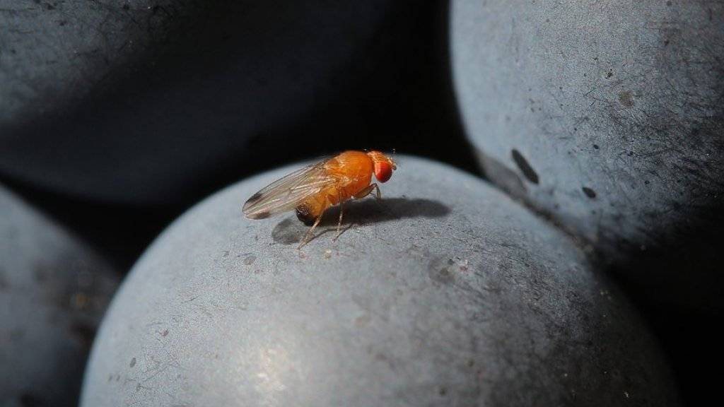 Die Fruchtfliege Drosophila suzukii kann bei für sie günstigen Wetterbedingungen grosse Schäden anrichten (Archivbild).