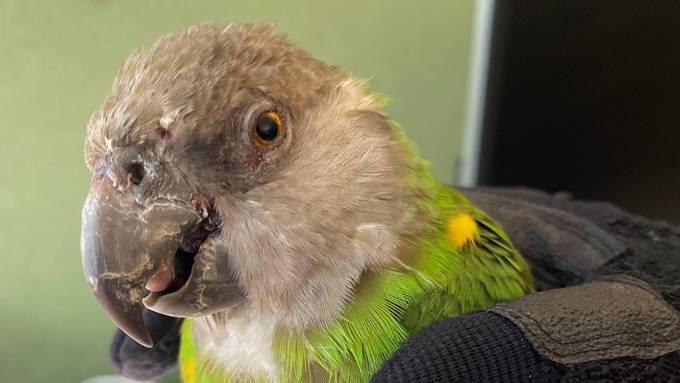 Polizei sucht nach Besitzer von verwahrlostem Vogel in Bischofszell