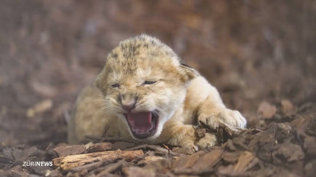Löwenbaby im Zoo in Gossau SG geboren