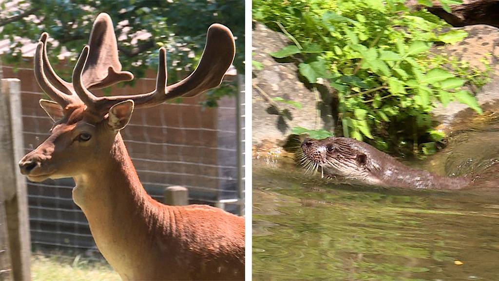 Tierpark auf dem Hirzelpass / Fischotter im Sihlwald