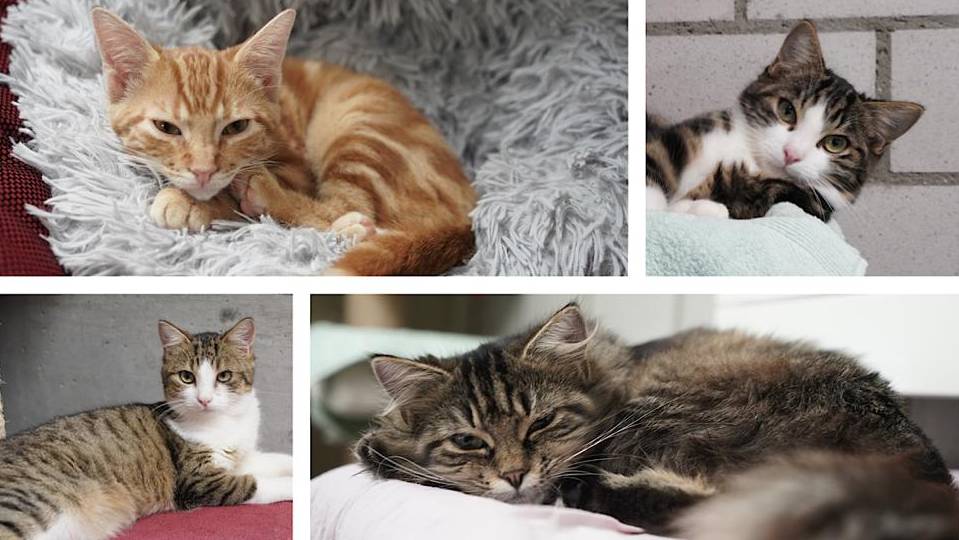 Jungkatzen