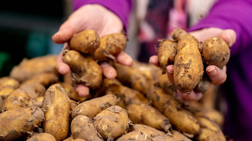 Kartoffeln waren in der Vergangenheit lange Zeit in vielen Regionen die Basis für die Ernährung. (Archivbild)