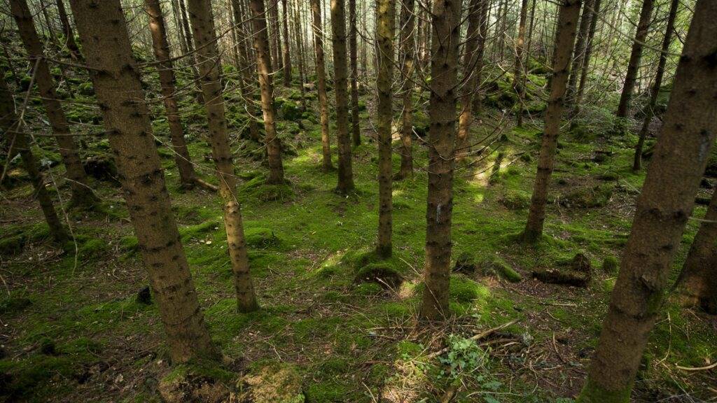 Kanton Schwyz hebt Feuerverbot im Wald per sofort auf